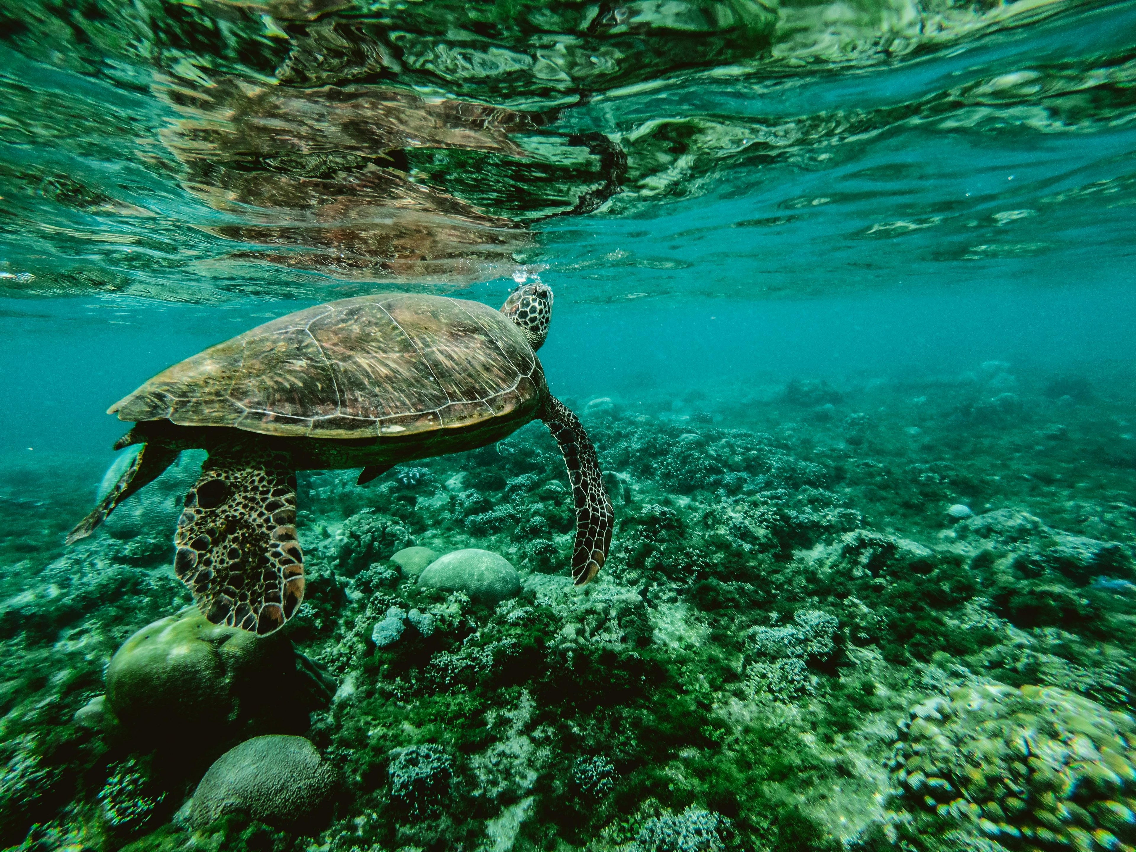 Green sea turtle swimming over a coral reef with underwater view