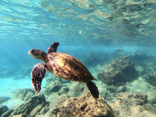 Sea turtle swimming in a clear blue ocean, symbolising marine life protected through sustainable travel and Take 3 for the Sea support.